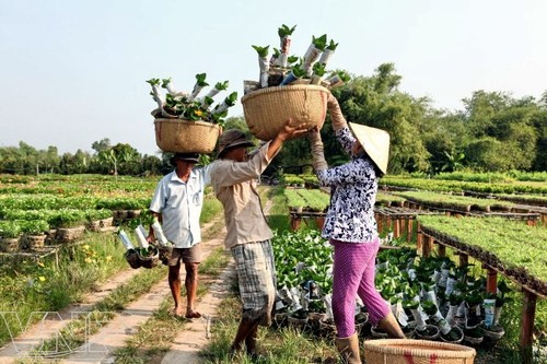 Sa Dec horticulture village before Tet  - ảnh 4